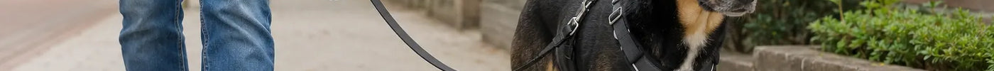 Hond wandelt rustig aan een vaste hondenriem met goed passend tuig