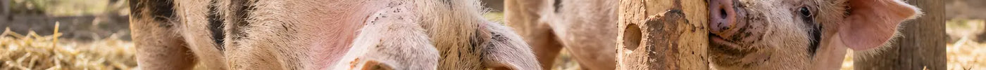 Twee varkens wroeten in stro en onderzoeken een stevig kauwobject