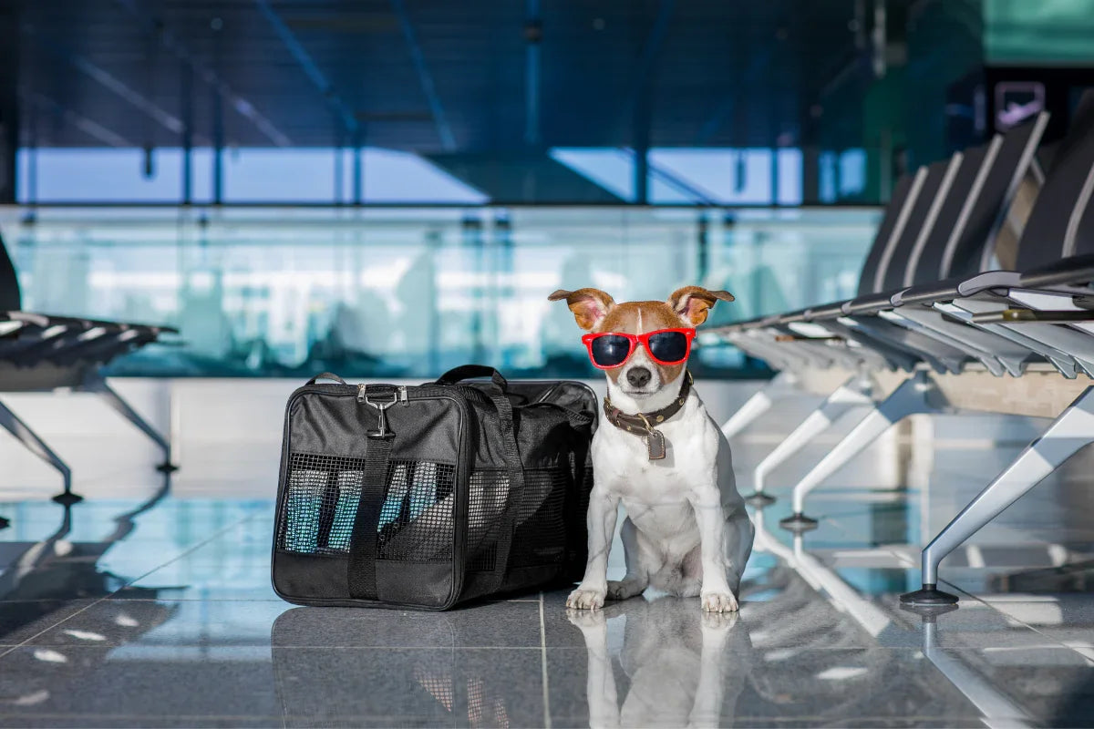Vliegen met je hond in de cabine – alles wat je moet weten voor een soepele reis