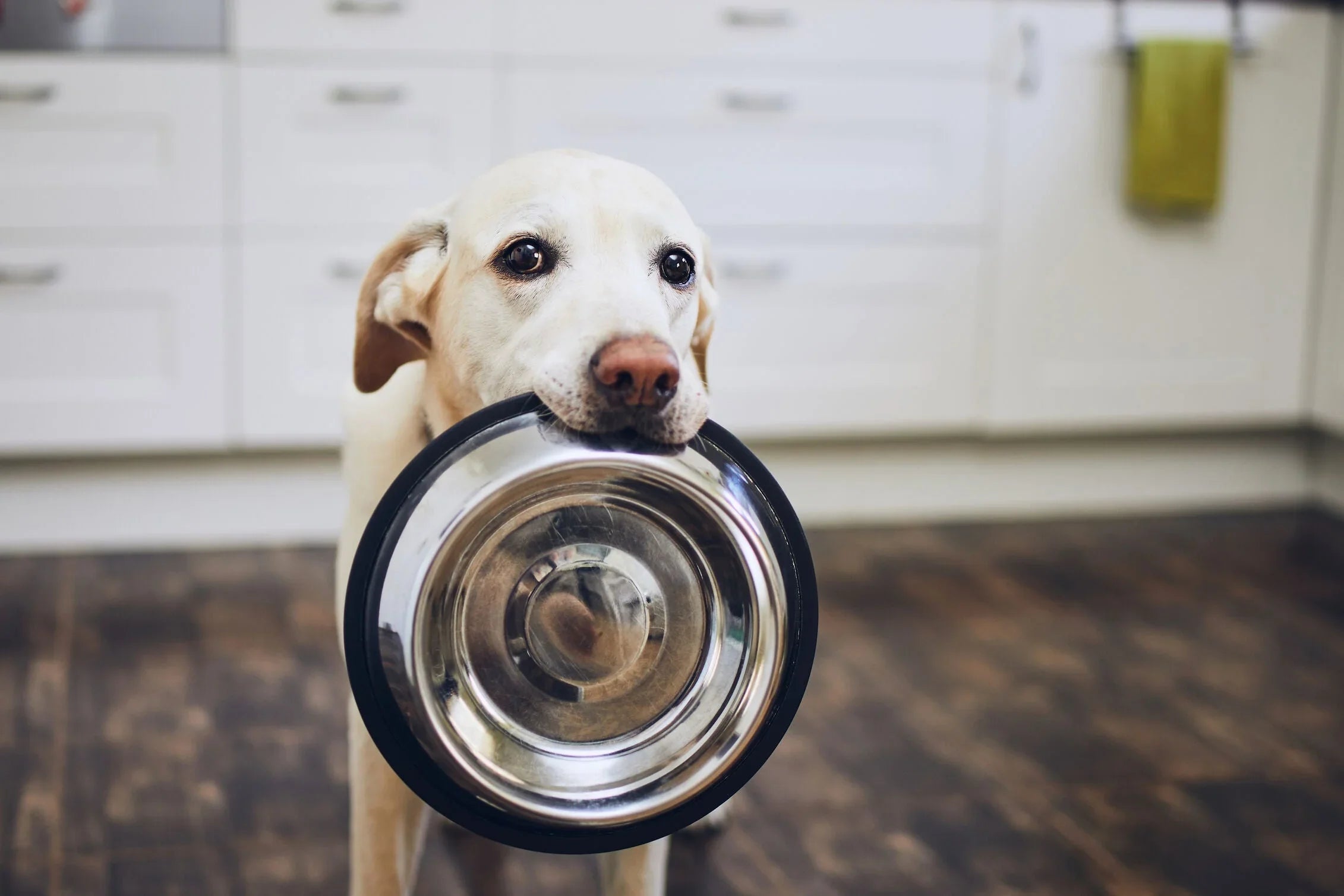 Analytische bestanddelen in hondenvoer uitgelegd: zo kies je het beste voer voor jouw hond