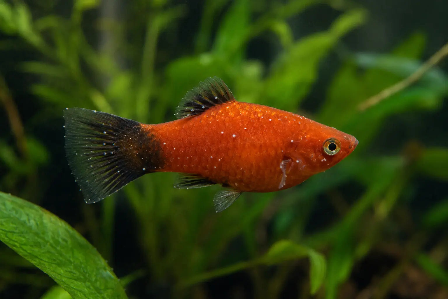 Aquariumvis met kleine witte stipjes op lichaam en vinnen