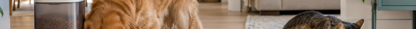 Hond eet uit een automatische voerbak terwijl een kat uit een aparte drinkfontein drinkt
