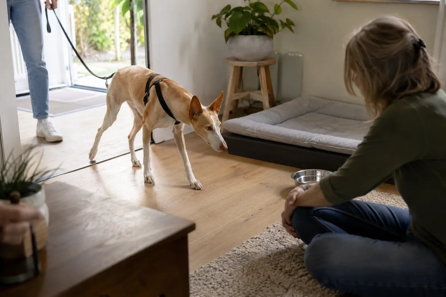 Spaanse adoptiehond verkent rustig zijn nieuwe thuis