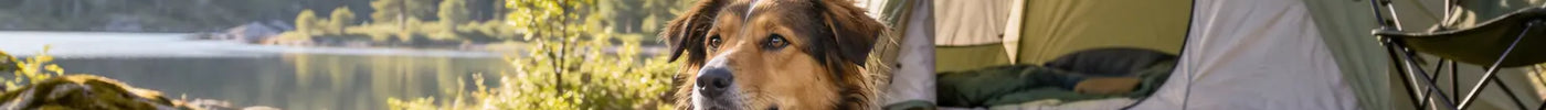 Hond rust op zijn reisdeken voor een tent op een rustige camping