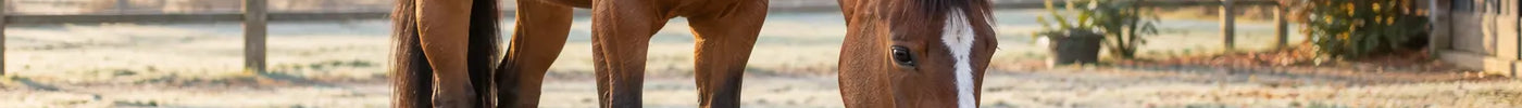 Bruin paard drinkt schoon water uit een vorstvrije drinkbak in een koude paddock