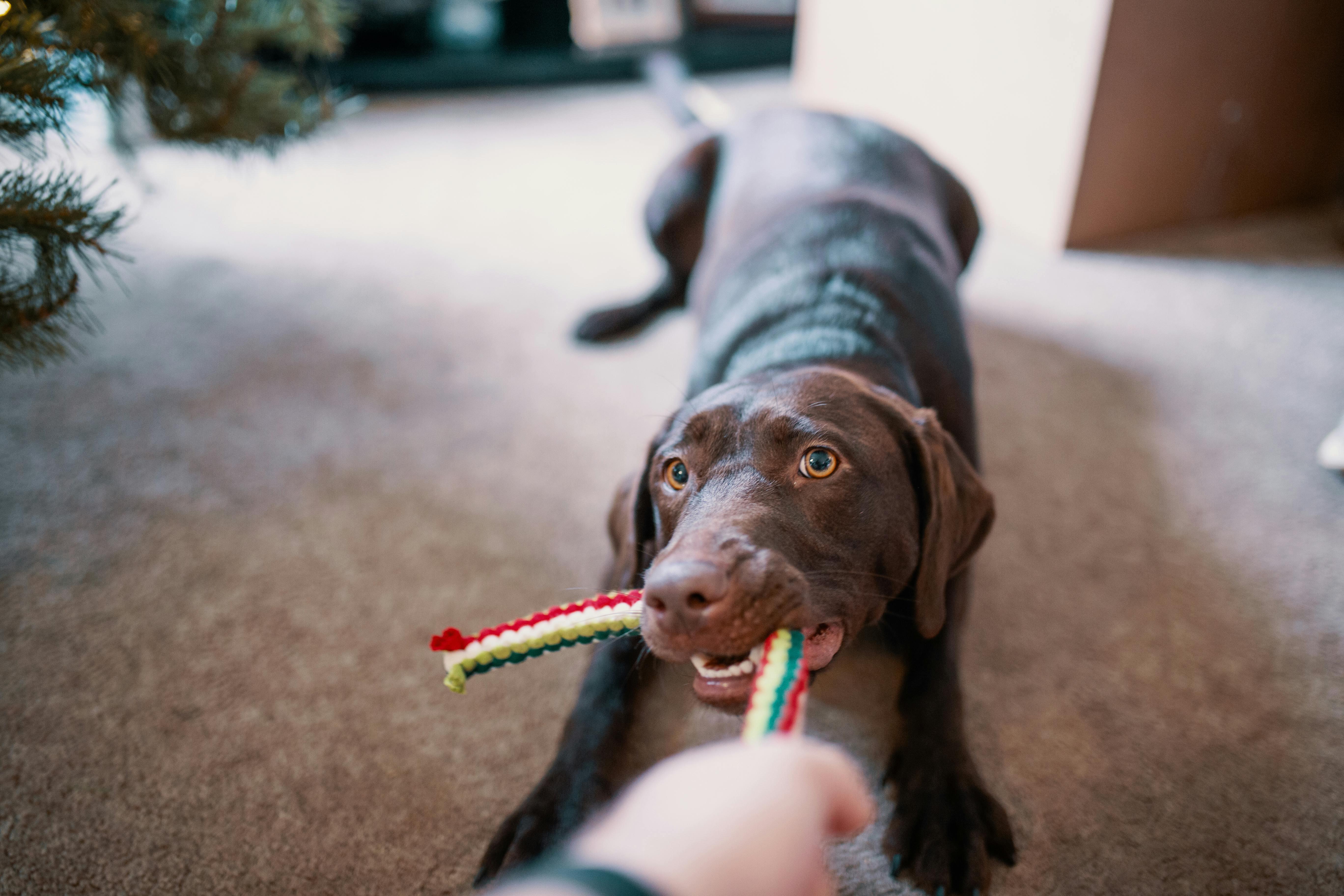 De ultieme gids voor hondenspeelgoed: Vind het beste speelgoed voor jouw hond