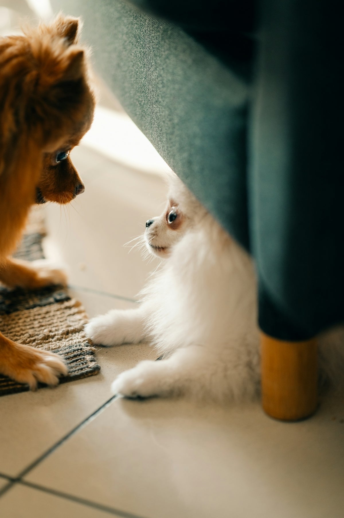 A dog and a cat playing together on the floor