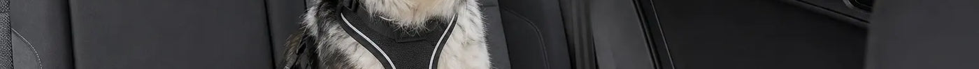 Hond met lichte misselijkheid veilig vastgezet op de achterbank tijdens een autorit