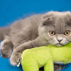 Collection image for: Kattenknuffels