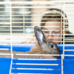 Collection image for: Knaagdierhokken voor binnen en buiten