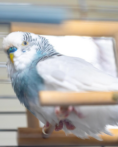 Collection image for: Spiegels voor vogels