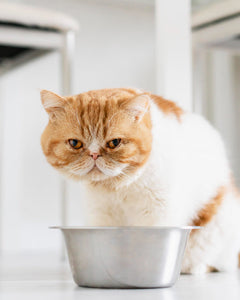 Collection image for: Voerbakken & fonteinen voor katten