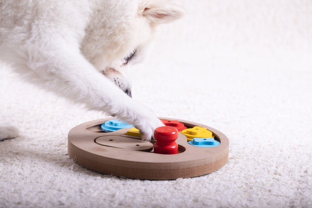 Interactief hondenspeelgoed - Fidello