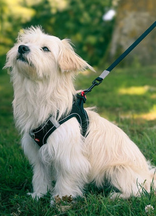 Zolux Szelki oddychające z siatki S czarne