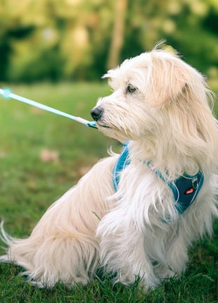 Zolux Szelki oddychające z siatki L turkusowe