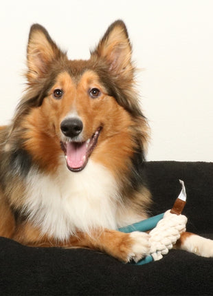 D&D Hundespielzeug Milan