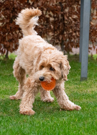 Dog Comets Exoplanet Egelbal Roze