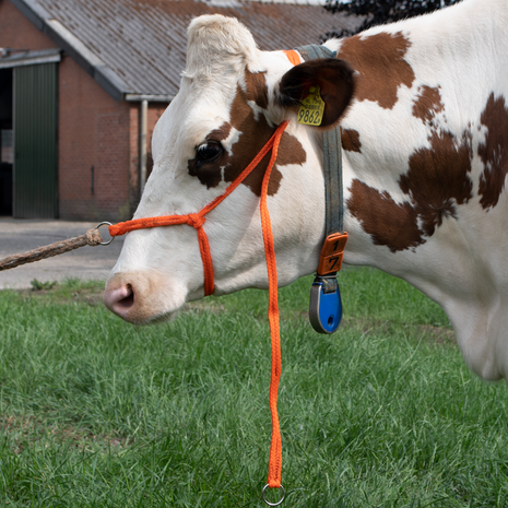 Halster Kalf verstelbaar breed oranje Koe