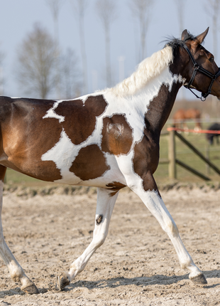 Excellent Horse Hi Gloss Glitter Spray Gold 250 ml