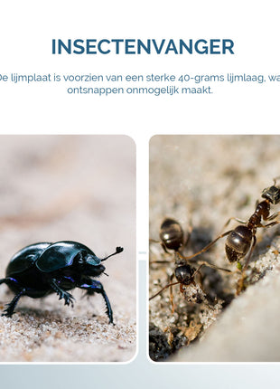 Insecten Lijmplaat Zwart