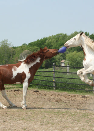 Jolly Ball Dual Rood