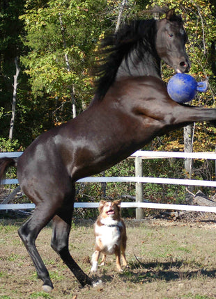 Jolly Ball Dual Rood