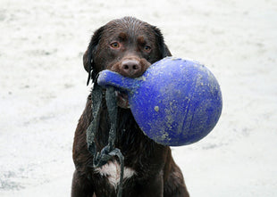 Jolly Tug-n-Toss Blauw