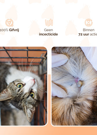 Knock Pest vlooien-tekenpipet Kat NL/FR