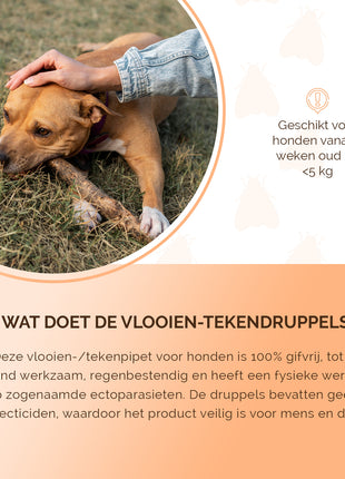 Knock Pest vlooien-tekenpipet Hond <5 kg