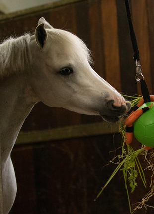 Excellent Horse Fun Play Ball Roze