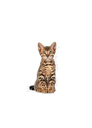 Royal Canin Kitten Sterilised karma sucha dla kociąt od 4 do 12 miesiąca życia, sterylizowanych 2kg
