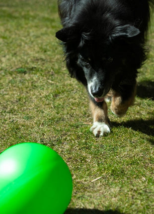 PROCYON Treibball Größe S