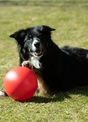 PROCYON Treibball Größe S