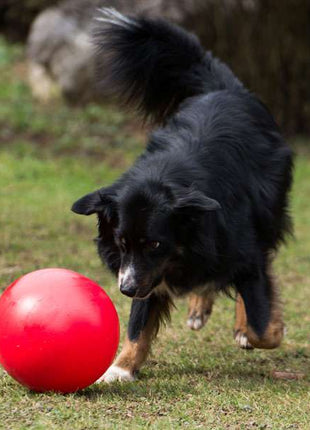 PROCYON Treibball